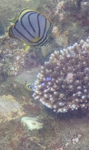 Meyer's Butterflyfish