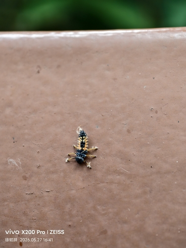 Asian Lady Beetle