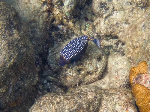 Spotted Boxfish