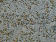 Eleocharis neozelandica