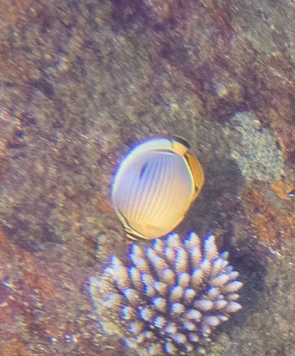 Indian Redfin Butterflyfish
