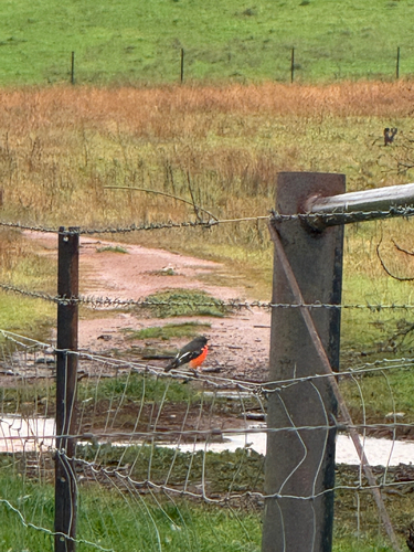 Flame Robin