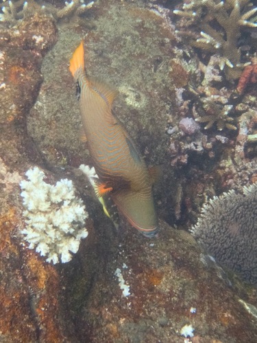 Orangestripe Triggerfish