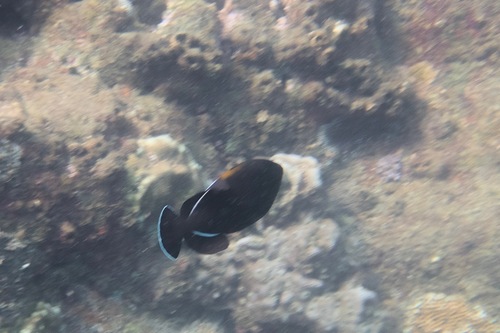 Black-finned Triggerfish