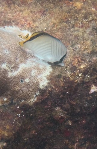 Vagabond Butterflyfish