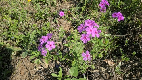 Phlox drummondii ssp. tharpii