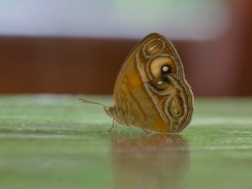 Glad-eye Bushbrown