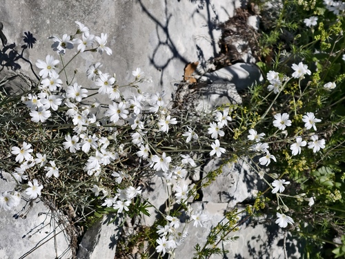 Cerastium grandiflorum, photograph 1