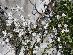 Cerastium grandiflorum, photograph fmunoz, CC BY, iNaturalist via GBIF
