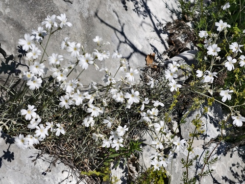 Cerastium grandiflorum