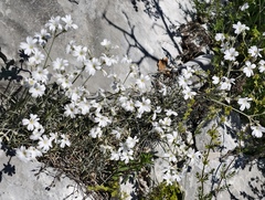 Cerastium grandiflorum