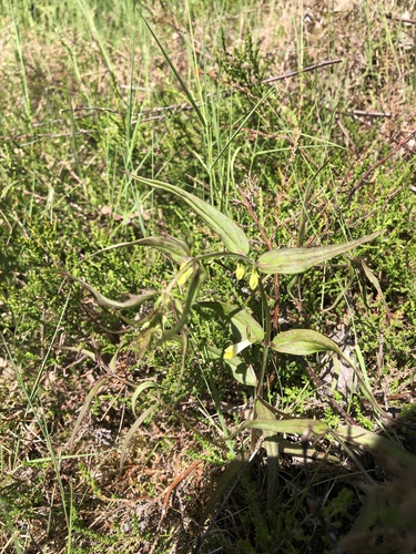 Common Cow-wheat