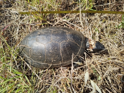 European Pond Turtle
