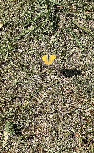 Clouded Yellow