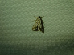 Eoparargyractis