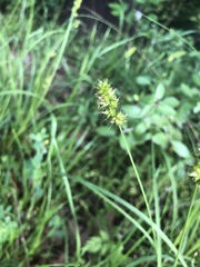 Carex muehlenbergii