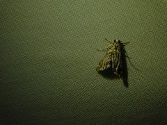 Eoparargyractis