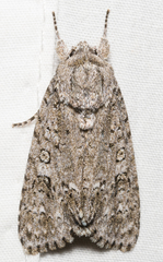 Acronicta impleta