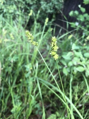 Carex muehlenbergii