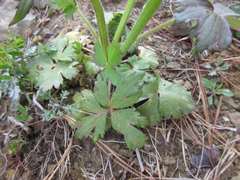 Ranunculus japonicus