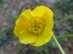 Ranunculus japonicus
