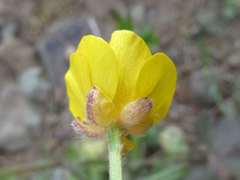 Ranunculus japonicus