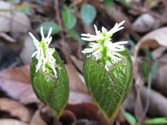 Chloranthus