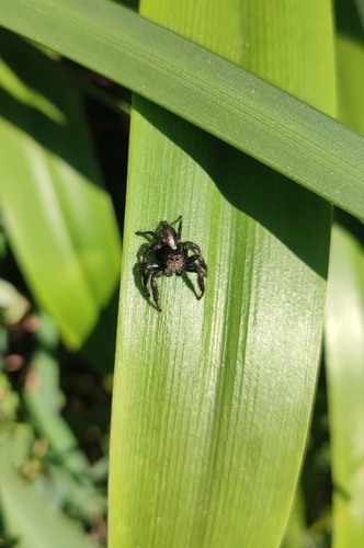 Hyllus treleaveni