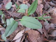 Trigonotis radicans sericea