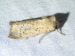 Cerastis punctosa