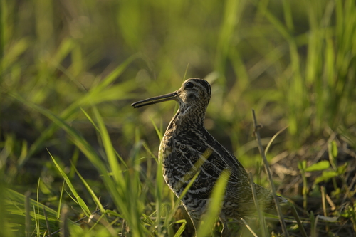 iNaturalist image