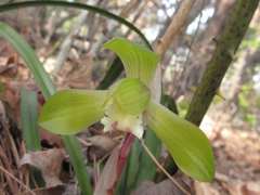Cymbidium goeringii