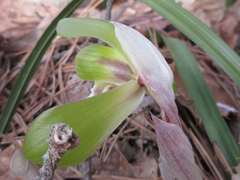 Cymbidium goeringii