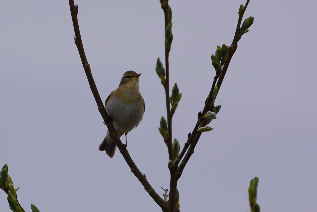 Arctic Warbler (Phylloscopus borealis), photo 6