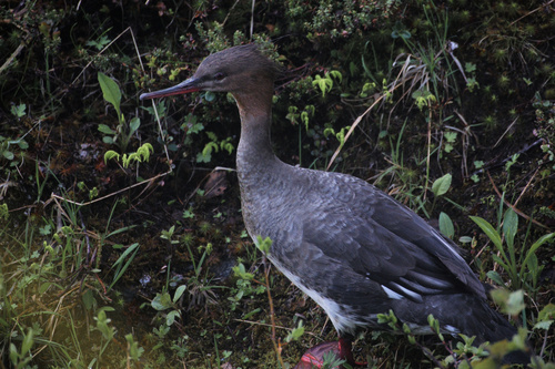 Red-breasted Merganser