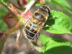 Eristalis kyokoae