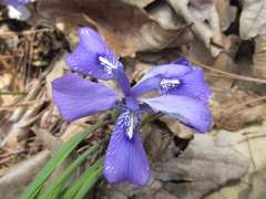 Iris rossii