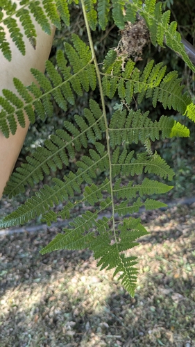 Hypolepis punctata, photograph 2