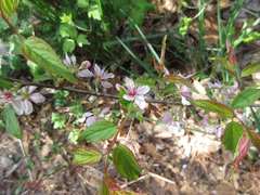 Prunus ishidoyana