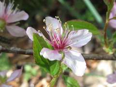 Prunus ishidoyana