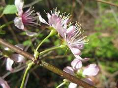 Prunus ishidoyana