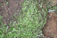 Lophocolea semiteres