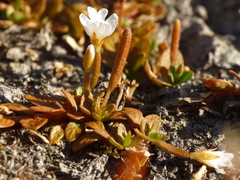 Epilobium angustum