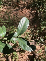 Coelospermum paniculatum