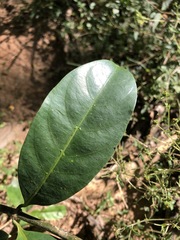 Coelospermum paniculatum