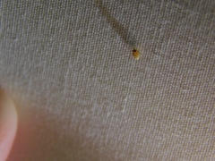 Flavoclypeus andromedus