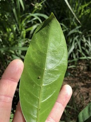 Coelospermum paniculatum