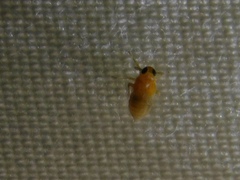 Flavoclypeus andromedus