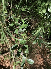 Coelospermum paniculatum