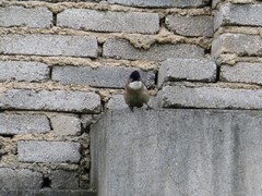 Pycnonotus xanthorrhous